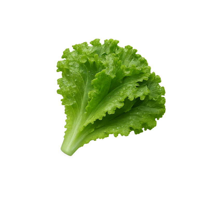 Лист салата — декоративный элемент на фоне AdviceFood